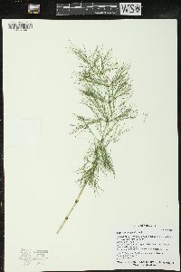 Equisetum sylvaticum image