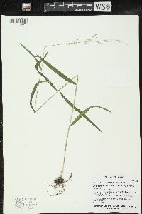 Cinna latifolia image