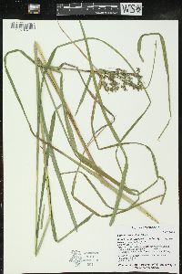 Scirpus atrocinctus image