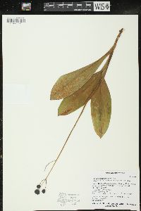 Clintonia borealis image