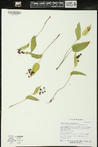 Maianthemum canadense image