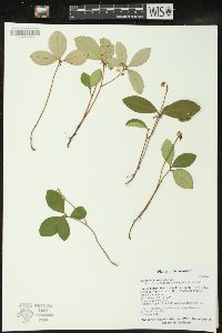 Gaultheria procumbens image