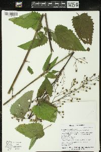 Scrophularia marilandica image