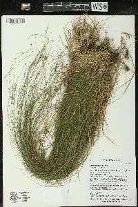 Carex trisperma image