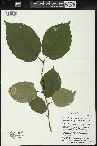 Betula alleghaniensis image