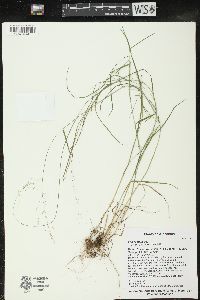 Poa nemoralis image