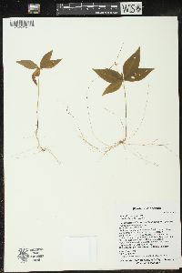 Trientalis borealis image