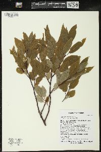 Salix pyrifolia image