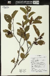 Alnus incana subsp. rugosa image