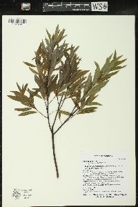 Salix petiolaris image