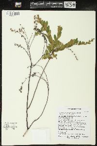 Chamaedaphne calyculata image