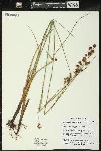 Cladium mariscoides image