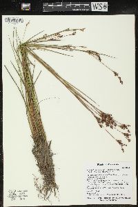 Juncus brevicaudatus image