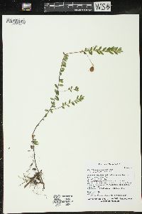 Vaccinium macrocarpon image