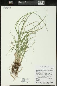 Carex projecta image