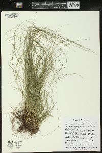 Carex radiata image