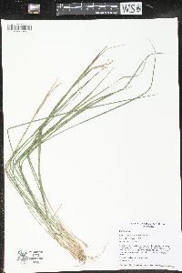 Oryzopsis asperifolia image