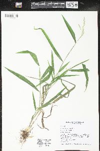 Leersia lenticularis image