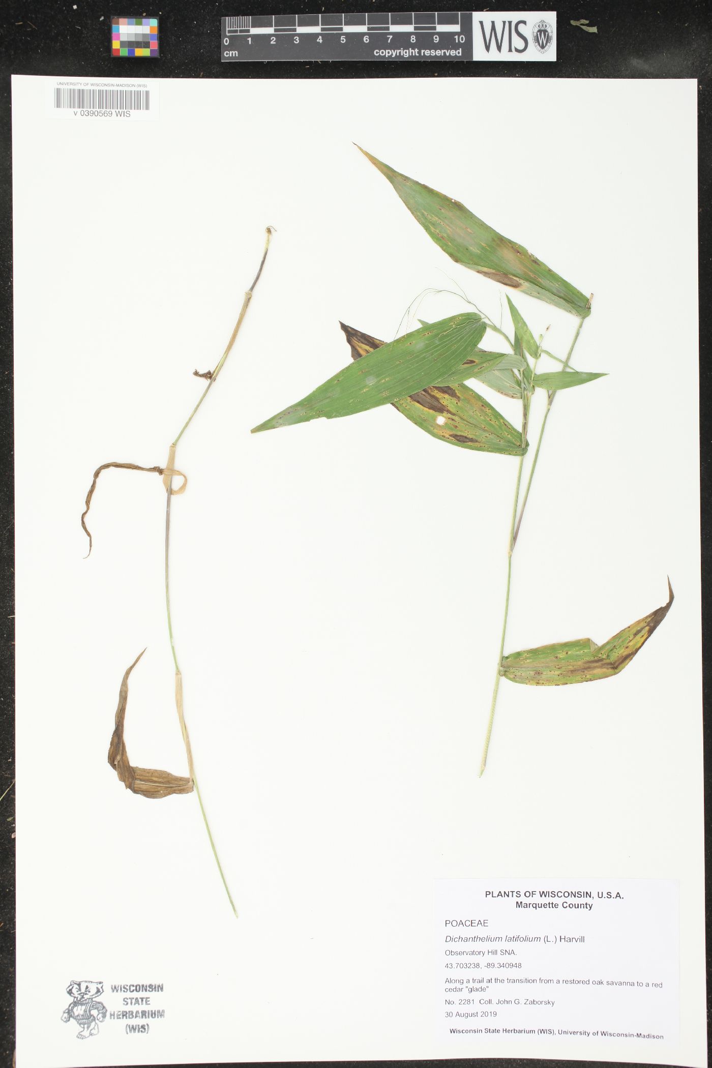 Dichanthelium latifolium image