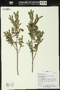 Salix pedicellaris image