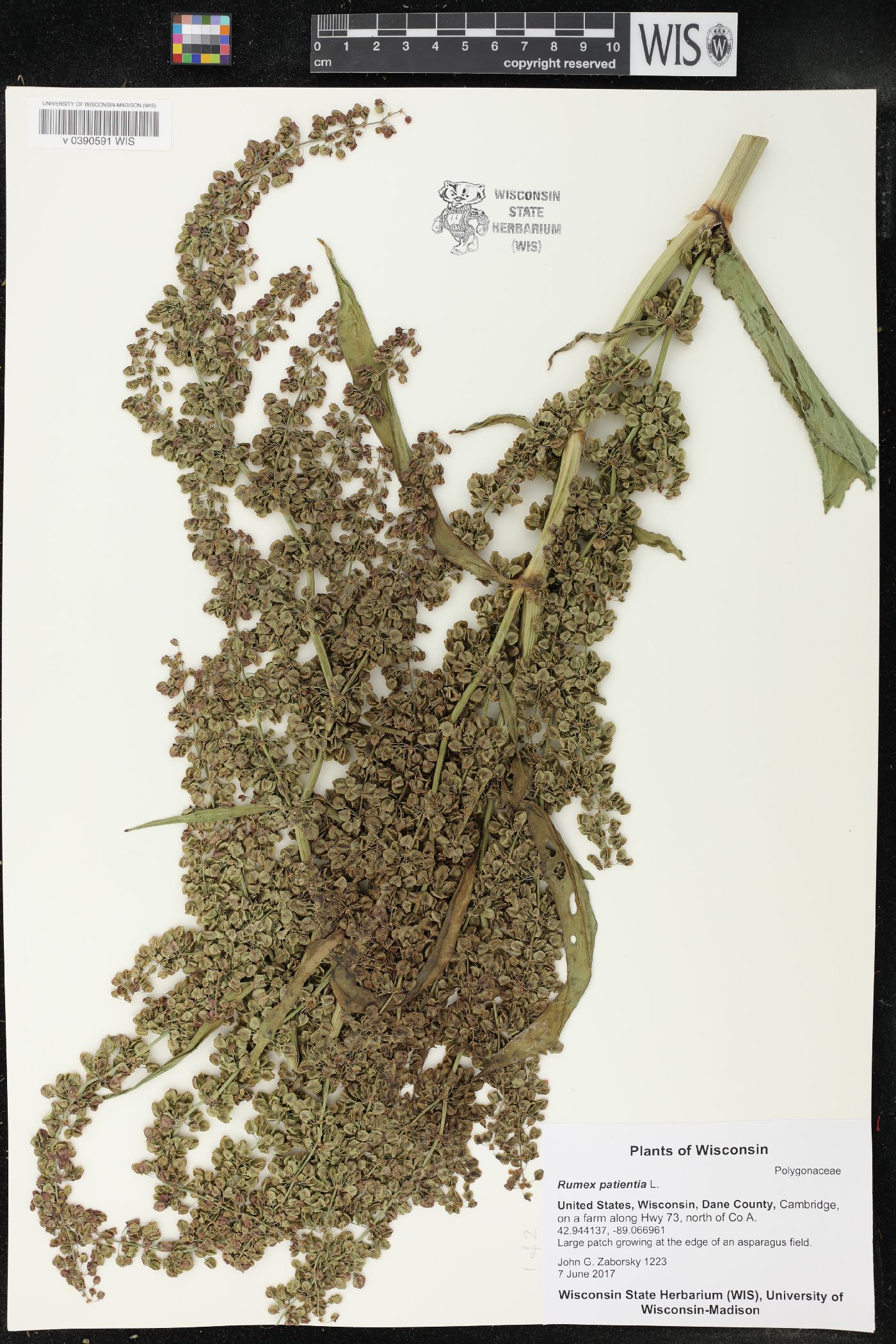 Rumex patientia image