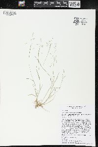 Poa paludigena image