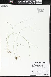 Poa paludigena image