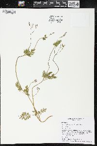 Chaerophyllum procumbens image