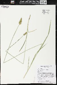 Carex laevivaginata image