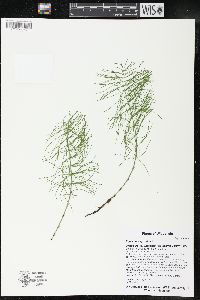 Equisetum sylvaticum image