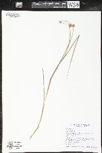 Juncus nodosus image