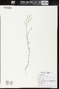 Polygonella articulata image