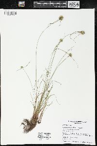 Cyperus lupulinus image