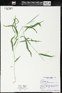 Leersia virginica image