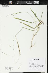 Leersia virginica image