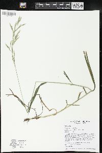 Cinna arundinacea image