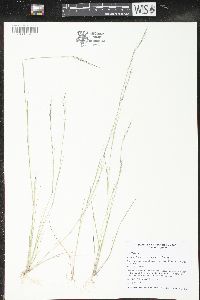 Aristida basiramea image