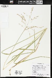 Glyceria canadensis image