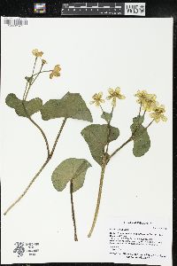 Caltha palustris image