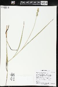 Carex cephaloidea image