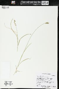 Carex sterilis image