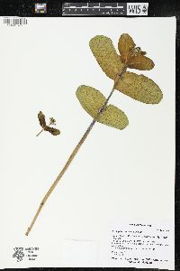 Asclepias amplexicaulis image