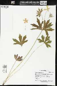 Anemone canadensis image