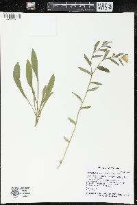 Lithospermum canescens image