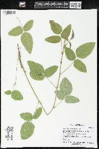 Desmodium illinoense image