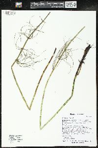 Equisetum fluviatile image