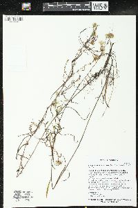 Symphyotrichum boreale image