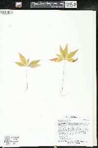 Trientalis borealis image