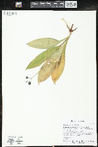 Clintonia borealis image