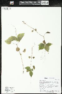 Circaea alpina image